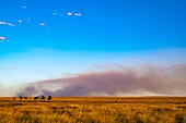 Kenya, Masai Mara Game Reserve, the plains with bushfires