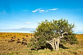 Kenia, Masai Mara Wildreservat, blühender Gardenienbaum und grasende Gnus