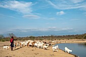 Kenia, Magadi-See, Masai und sein Vieh