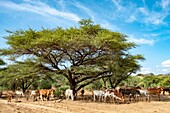 Kenya, lake Magadi, Masai cattle