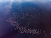 Kenya, lake Magadi, Rift valley, lesser flamingoes (Phoeniconaias minor) (aerial view)
