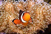 Philippines, clownfish (Amphiprion sp), Nemo