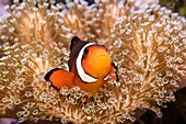 Philippinen, Clownfisch (Amphiprion sp), Nemo