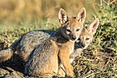 Kenya, Masai Mara Game Reserve, black backed jackal (Canis mesomelas), young ones near the den where they hide themselves