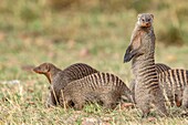 Kenya, Masai Mara Game Reserve, banded mongoose (Mungos mungo), group in the alert