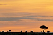 Kenya, Masai Mara Game Reserve, Elephant (Loxodonta africana), group at sunrise