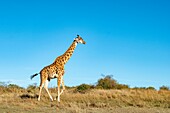 Kenia, Masai Mara Wildreservat, Masai-Giraffe (Giraffa tippelskirchi), Männchen