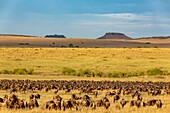 Kenya, Masai Mara Game Reserve, wildebeest (Connochaetes taurinus), migration herd around balloon landing