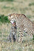 Kenia, Masai Mara Wildreservat, Gepard (Acinonyx jubatus), Weibchen putzt ihr Junges