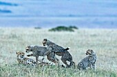 Kenia, Masai Mara Wildreservat, Gepard (Acinonyx jubatus), Weibchen und Jungtiere im Alter von 5 Monaten in der Abenddämmerung