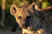 Kenia, Masai Mara Wildreservat, Tüpfelhyäne (Crocuta crocuta), Nahaufnahme