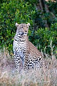 Kenya, Masai Mara Game Reserve, leopard (Panthera pardus), female