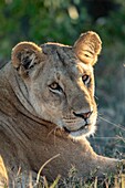 Kenya, Masai Mara Game Reserve, lion (Panthera leo), female