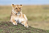 Kenya, Masai Mara Game Reserve, lion (Panthera leo), female resting on a termite hill