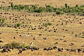 Kenia, Masai Mara Wildreservat, Grant's Zebra (Equus burchelli granti), Wanderherde beim Grasen