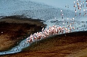 Kenya, lake Magadi, lesser flamingoes (Phoeniconaias minor), in fresh water (aerial wiew)