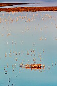 Kenya, lake Magadi, lesser flamingoes (Phoeniconaias minor), in courtship display (aerial wiew)