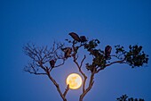 Kenya, Masai Mara Game Reserve, White backed Vulture (Gyps africanus), group in a tree for the night with the full moon