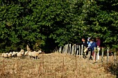 France, Aveyron, Seyrolles, Chestnut Farm, Chantal and Jean François Clermont, reception to the farm and visit the sheep farm to the Chestnut