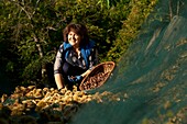 France, Lozere, Collet de Deze, locality Charbonnier, Nadia Vidal, producer of Chestnut Cevennes and president of the Cevennes chestnut grove