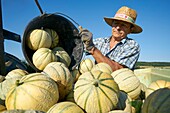 France, Lot, Montlauzun, locality Les Bertioles, Bernard Borredon, president of Melon du Quercy and producer, harvest of Quercy melon