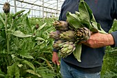 France, Pyrenees Orientales, Torreilles, Sanchez Jose Marie, Farmer, Artichokes of Roussillon (IGP), Purple artichoke harvest in the greenhouse