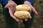 France, Pyrenees Orientales, Palau del Vidre, Ormeno Joel, potato producer Bea du Roussillon, manual collection of potatoes in greenhouses