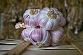 France, Tarn, Lautrec, Gael Bardou, producer of Pink Garlic Lautrec and President of the Red Label Defense and Lautrec pink Garlic IGP, Garlic braid