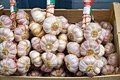 France, Tarn, Lautrec, La Ferme du Village shop, local produce sale, Lautrec garlic