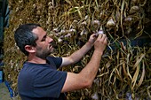 France, Tarn et Garonne, portrait of Sebastien Taupiac, producer of Ail Violet, AOC, and President of the Cadours Garlic Violet Syndicate