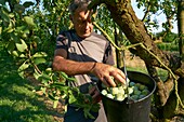 France, Tarn et Garonne, Sainte Thecle, Pierre Billard farm, producer of plums Queen Claude, certified red label, harvest