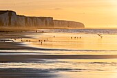 France, Somme, Bay of Somme, Picardy Coast, Ault, Twilight on the cliffs