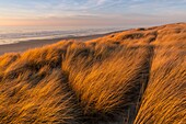 France, Somme, Bay of Somme, Quend Plage, the dune massif that runs along the beach