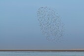 France, Somme, Bay of Somme, Bay of Somme Nature Reserve, Le Crotoy, flock of sandpipers in flight (Likely: Dunlin (Calidris alpina))