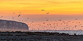 France, Somme, Bay of Somme, Picardy Coast, Ault, Twilight on the cliffs, presence of seabirds (seagulls)