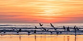Frankreich, Somme, Bucht von Somme, Quend Plage, Seevögel (Möwen und Seemöwen) am Strand bei Sonnenuntergang