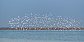 France, Somme, Bay of Somme, Bay of Somme Nature Reserve, Le Crotoy, flock of sandpipers in flight (Likely: Dunlin (Calidris alpina))