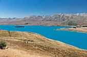 New Zealand, South Island, Canterbury region, Tekapo lake