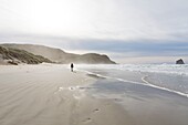 New Zealand, South Island, Otago region, Dunedin, Otago Peninsula, Sandfly Beach
