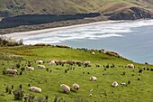 New Zealand, South Island, Otago region, Dunedin, Otago peninsula