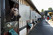 France, Calvados, Pays d'Auge, Deauville, Racecourse of Deauville-La Touques, the stables
