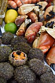 Frankreich, Calvados, Pays d'Auge, Trouville sur Mer, der Fischmarkt, Meeresfrüchte-Stand mit Seeigeln