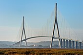 France, Seine Maritime, Natural Reserve of the Seine estuary and cargo passing under the bridge of Normandy, the reed bed in the foreground