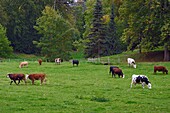 France, Calvados, Pays d'Auge, La Roque Baignard, herd of cows