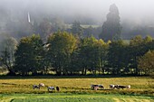 France, Calvados, Pays d'Auge, Saint Germain de Livet, herd of cows and the bell tower of the Saint John church in the background