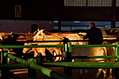 France, Seine Maritime, Forges les eaux, livestock market (mainly cows)