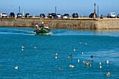 Frankreich, Seine-Maritime, Cote d'Albatre (Alabasterküste), Pays de Caux, Saint Valery en Caux, Fischerboot beim Einlaufen in den Hafen