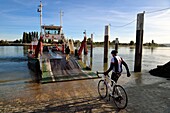 France, Seine-Maritime, Norman Seine River Meanders Regional Nature Park, the ferry crossing the Seine at the village of La Bouille, cyclists on the Veloroute of Val de Seine