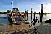 Frankreich, Seine-Maritime, Regionaler Naturpark Seine-Mäander, die Fähre, die die Seine bei dem Dorf La Bouille überquert, Radfahrer auf der Veloroute des Val de Seine