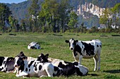 France, Seine-Maritime, Pays de Caux, Norman Seine River Meanders Regional Nature Park, Vatteville la Rue, herd of cows in a meadow